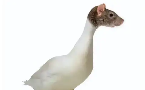 鸭脖事件的“原罪”与“救赎”！