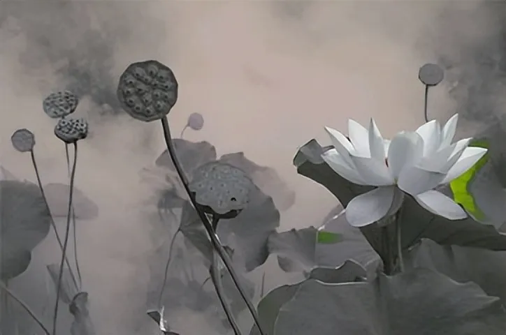 成功三大定律:荷花定律、金蝉定律、竹子定律 (建议收藏)