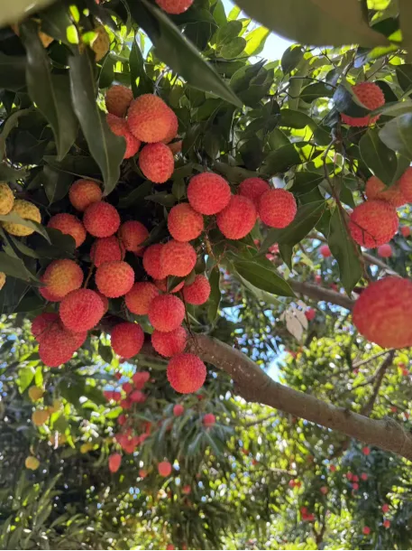 高校师生走进沥林镇,电商直播让荔枝“甜”出新高度