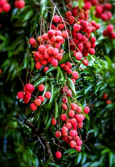 品牌新章｜荔味联：荔蕴朝气，味藏力量，联耀梦想